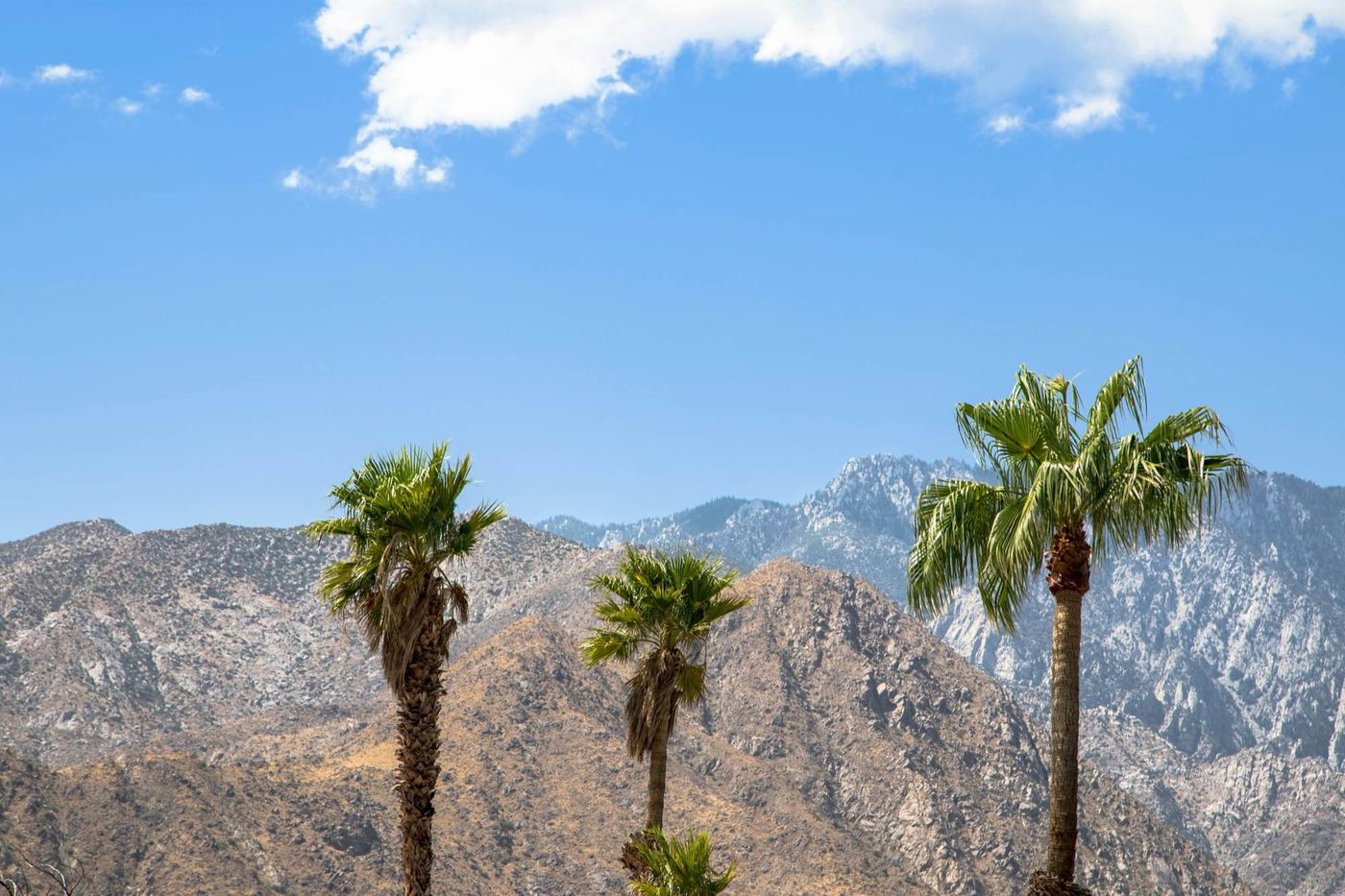 Palm trees against the San Jacinto mountains in Palm Springs